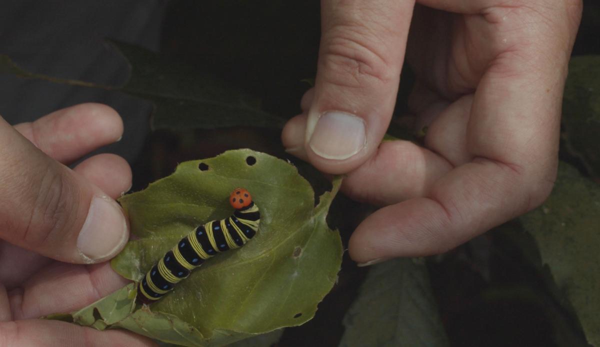 A caterpillar is curled in a green ring Gallery 54